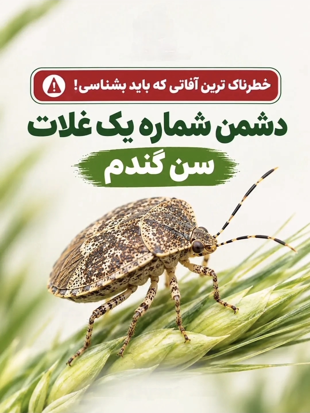 راه های کنترل و درمان سن گندم به همراه سموم مناسب و مراحل مصرف