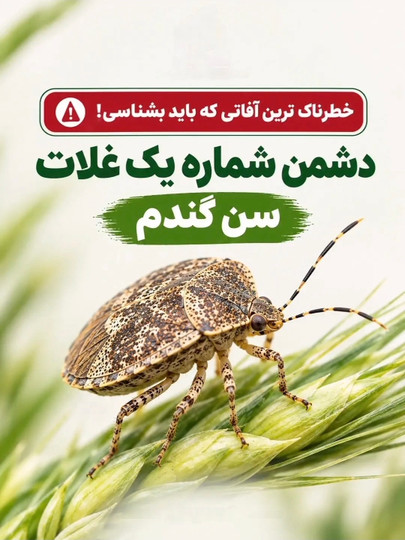 راه های کنترل و درمان سن گندم به همراه سموم مناسب و مراحل مصرف