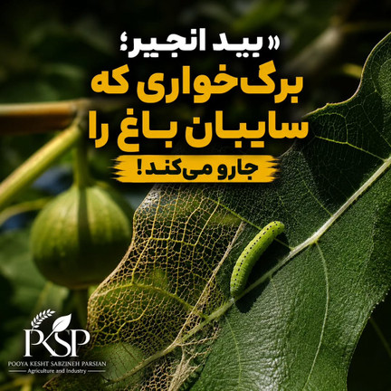 راه مبارزه و کنترل بید برگ خوار انجیر