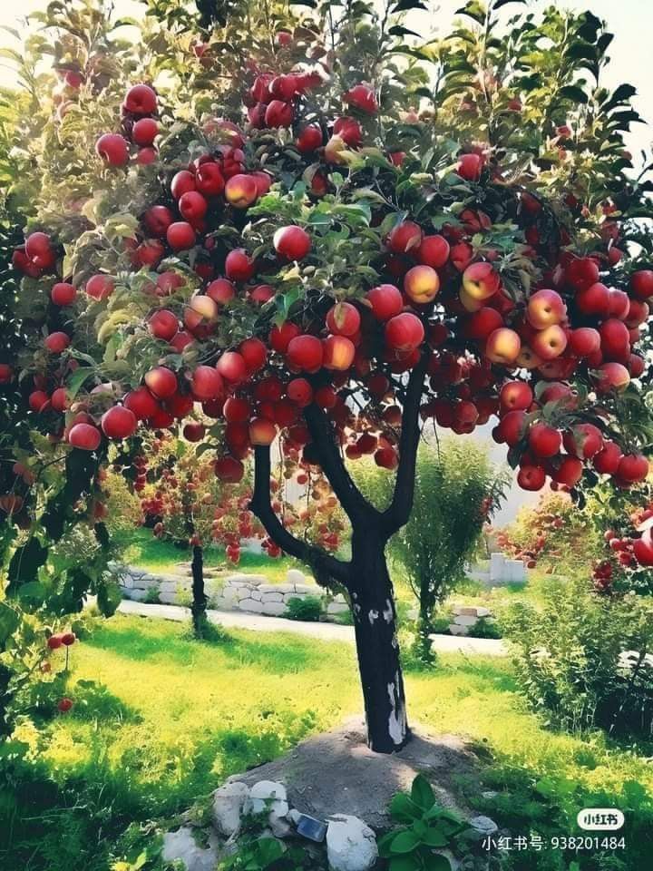 برنامه سمپاشی سالیانه درخت سیب