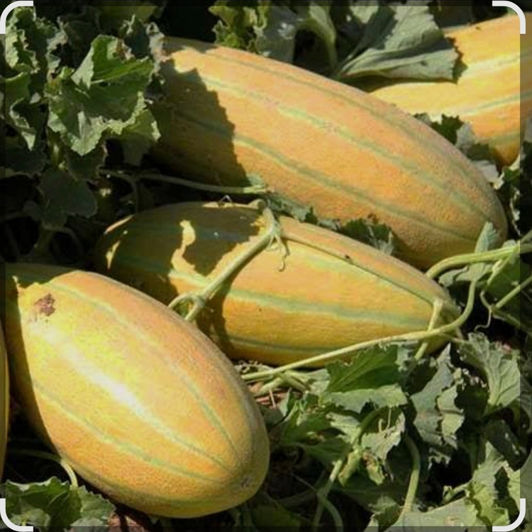 پکیج کودهای مایع کروا گالن ۲۰ لیتری