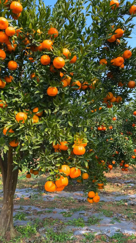 پکیج کودهای مایع کروا گالن ۲۰ لیتری