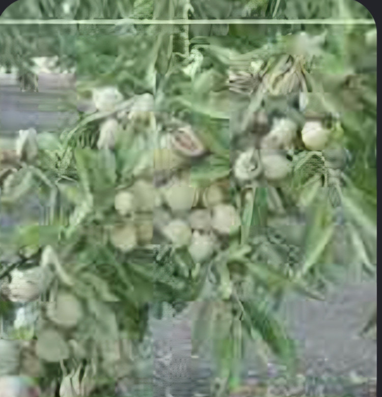 کود محرک رشد کروا ۵ لیتر