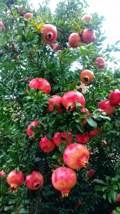 کود محرک رشد کروا ۵ لیتر