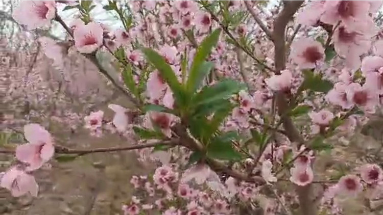 کود مایع ۲۰ لیتری فروت ست کروا در ۴ قسط بدون سود چک و ضامن