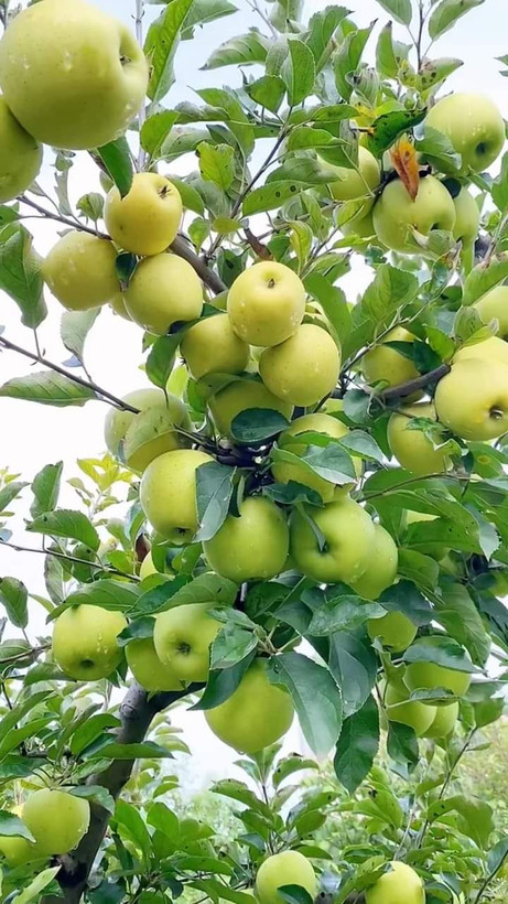 کود مایع ۲۰ لیتری محرک رشد کروا در ۴ قسط در ترب پی بدون سود چک و ضامن