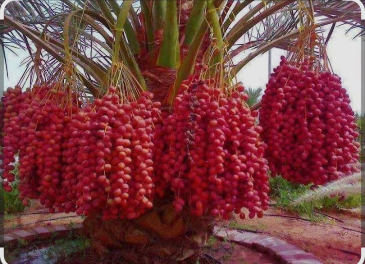 کود کامل باغچه.، پلیت گرانوله ۲۵ کیلویی کروا در ۴ قسط با ترب پی بدون سود چک و ضامن