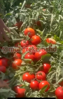 کود مایع ۲۰ لیتری محرک رشد کروا در ۴ قسط در ترب پی بدون سود چک و ضامن